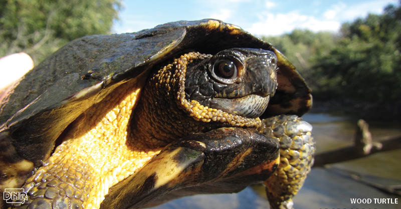 Wood turtles like to snack on berries and dandelions, but they're not too good to eat carrion. More cool things you should know about Iowa's turtles | Iowa DNR